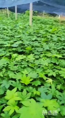 高度20厘米八角金盘小苗