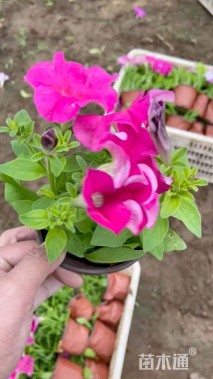 高度20厘米矮牵牛