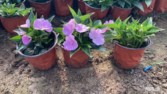 高度10厘米超级凤仙花