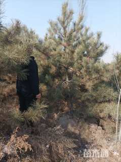 高度200厘米油松