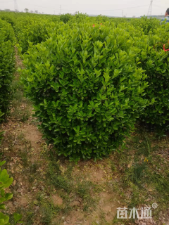 冠幅250厘米大叶黄杨球