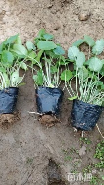 高度15厘米二月兰