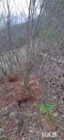 高度220厘米花石榴