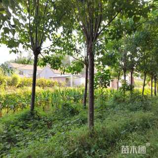 15公分楸树