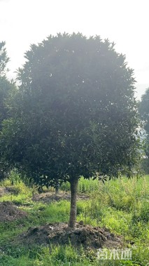 15公分桂花