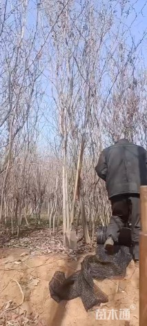 高度280厘米丛生紫荆