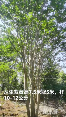 55公分紫薇