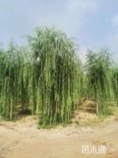 20公分金丝垂柳