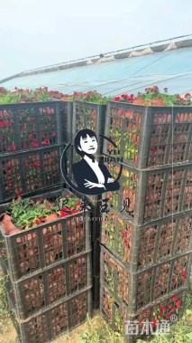 高度25厘米须苞石竹