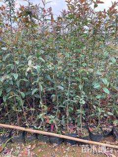 高度100厘米球花石楠