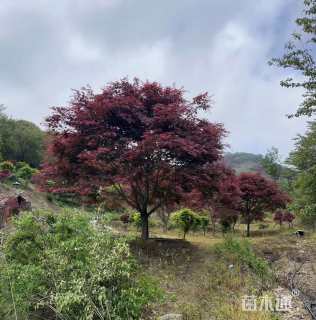 20公分中国红枫