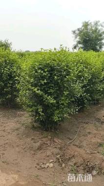 高度200厘米丛生木槿