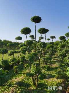 高度300厘米小叶女贞
