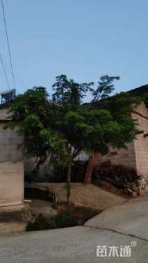 15公分南方红豆杉