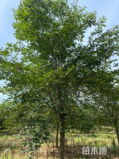 15公分高杆樱花