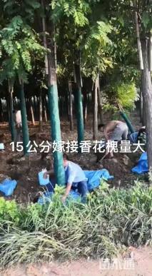 14公分嫁接香花槐