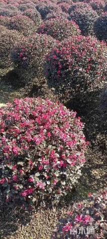 冠幅100厘米红花继木球