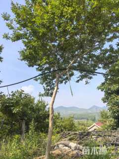 8公分小叶紫薇