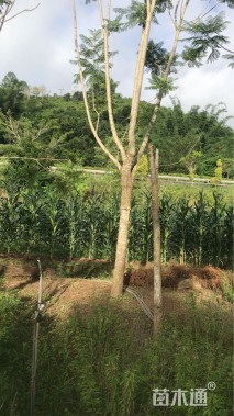 18公分蓝花楹