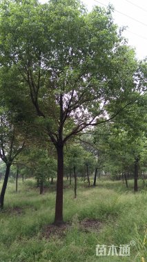 28公分香樟