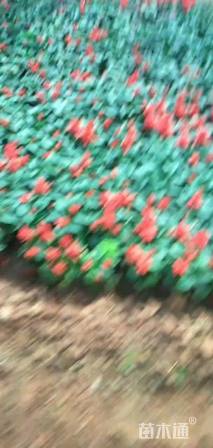 高度15厘米一串红