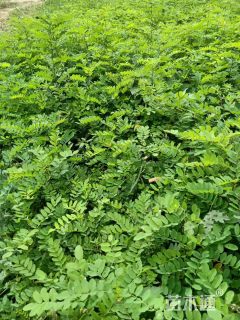 高度40厘米紫穗槐小苗