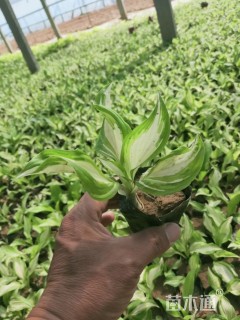 高度15厘米金边玉簪