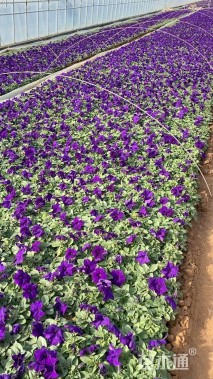 高度17厘米矮牵牛