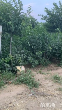 高度1500厘米丛生丁香