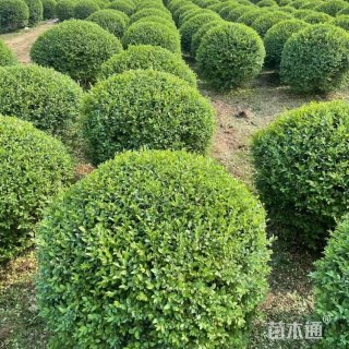 冠幅180厘米小叶女贞球