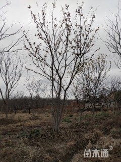 40公分丛生榉树