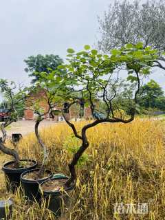3公分黄栌