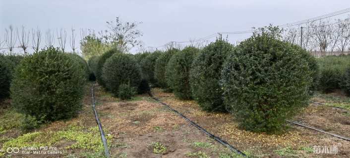 冠幅200厘米小叶女贞球