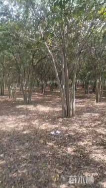 30公分(5杆)丛生朴树
