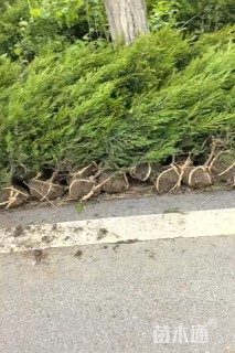 高度90厘米蜀桧