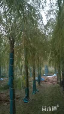 15公分嫁接垂柳