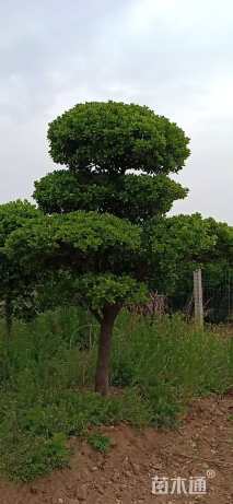 高度150厘米小叶女贞