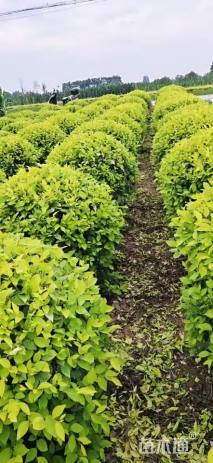 冠幅150厘米金叶榆球