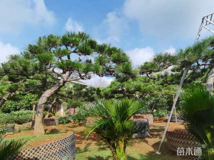 高度200厘米黑松