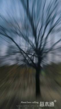 21公分青皮垂柳