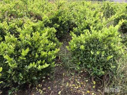 冠幅80厘米金森女贞球