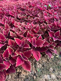 高度20厘米彩叶草