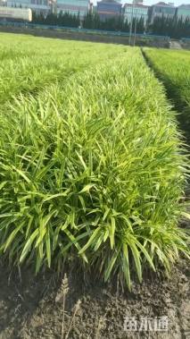 高度20厘米金边麦冬