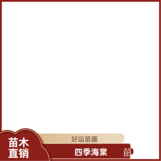 高度30厘米四季海棠