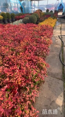 高度20厘米火焰南天竹