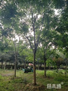 12公分栾树