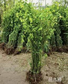 高度40厘米棣棠