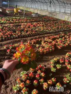 高度8厘米报春花