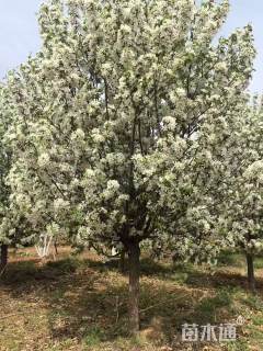 10公分湖北海棠