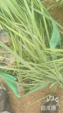 高度30厘米马兰头